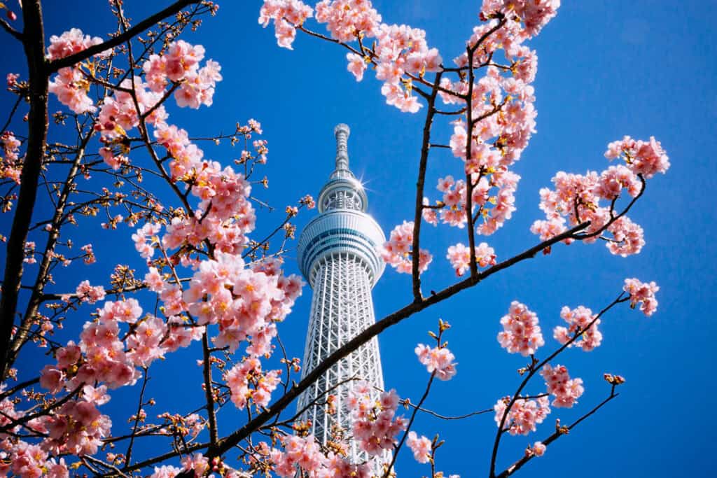 Tokyo Skytree framed by cherry blossoms