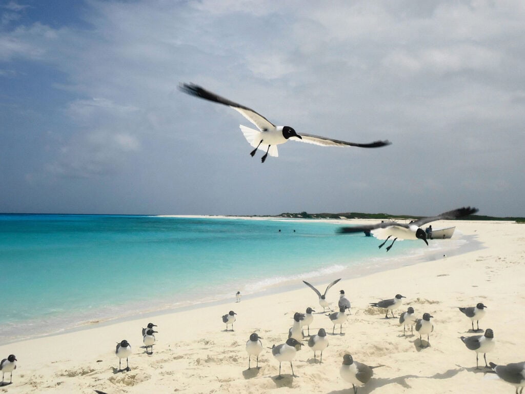 Cayo de Agua island, pristine paradise in Los Roques, Venezuela