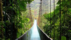 Lush greenery in Monteverde Cloud Forest Reserve