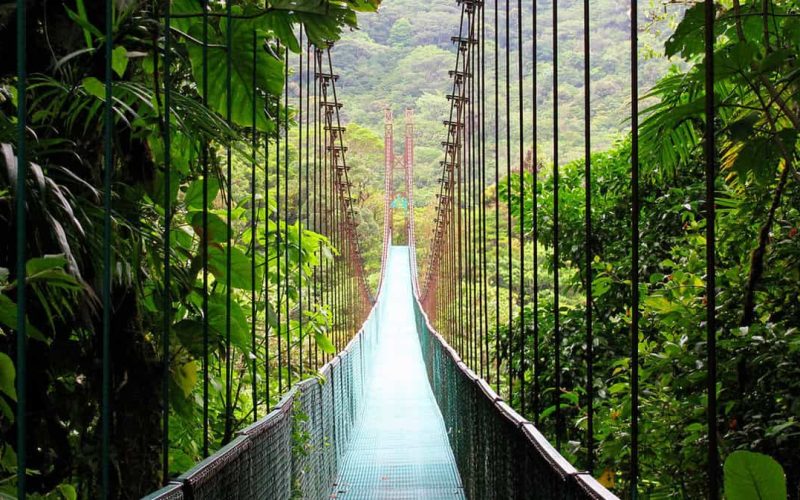 Lush greenery in Monteverde Cloud Forest Reserve
